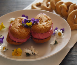 BISCOTTI-FARRO-COP